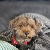 Mercy Animal Hospital: Mc Kim Brandon DVM ico