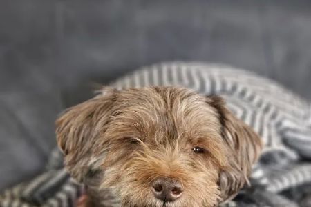 Mercy Animal Hospital: Mc Kim Brandon DVM