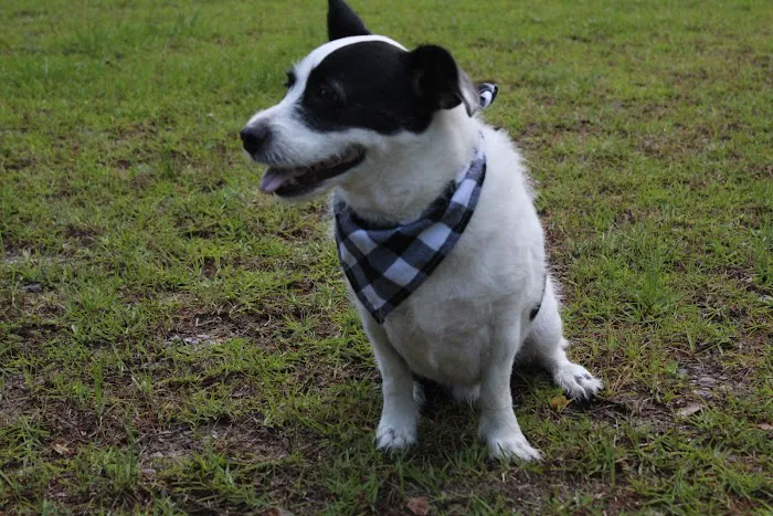 Banfield Pet Hospital 12