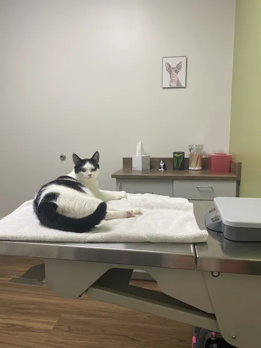 Creature Comforts Veterinary Hospital 12