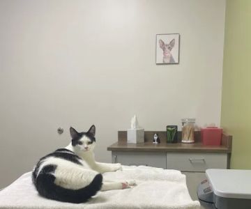 Creature Comforts Veterinary Hospital