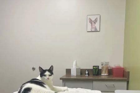 Creature Comforts Veterinary Hospital