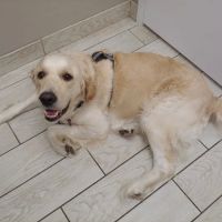 Two Notch Road Animal Clinic ico