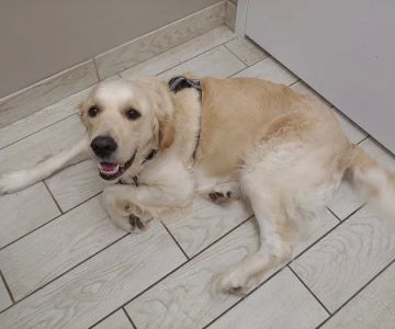 Two Notch Road Animal Clinic