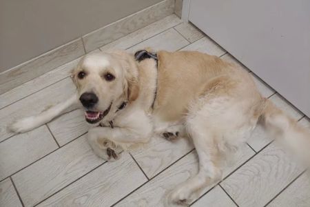 Two Notch Road Animal Clinic