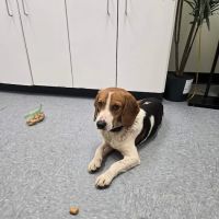 Spears Creek Veterinary Clinic ico