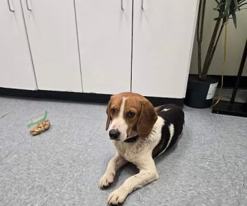Spears Creek Veterinary Clinic