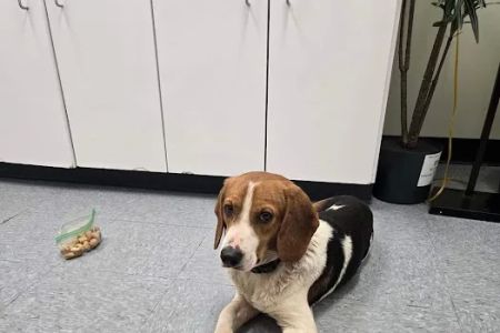 Spears Creek Veterinary Clinic
