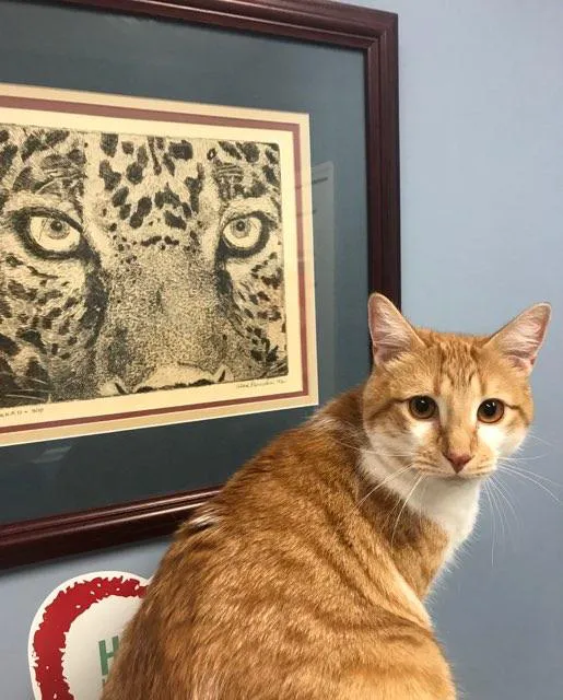 Spears Creek Veterinary Clinic 12