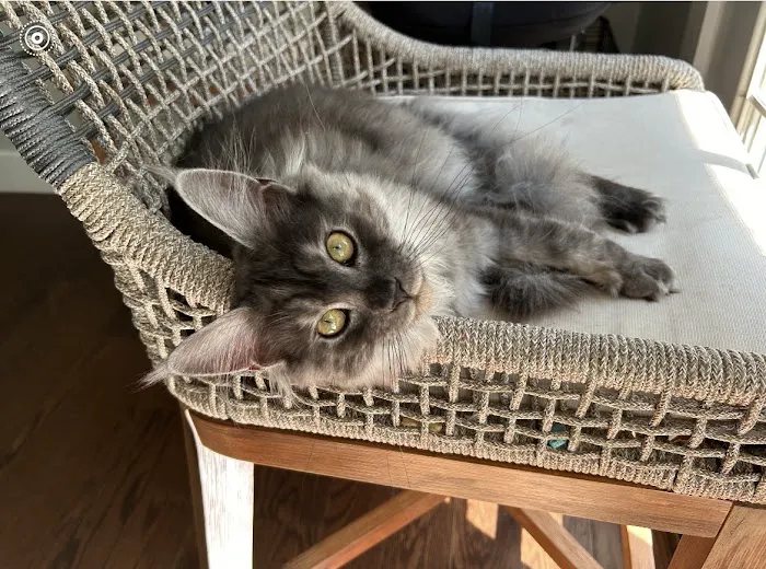 Palmetto Moon Maine Coons 12