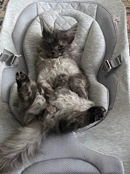 Palmetto Moon Maine Coons 12