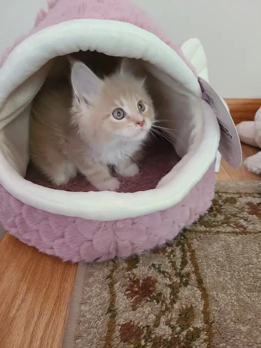 Palmetto Moon Maine Coons 12