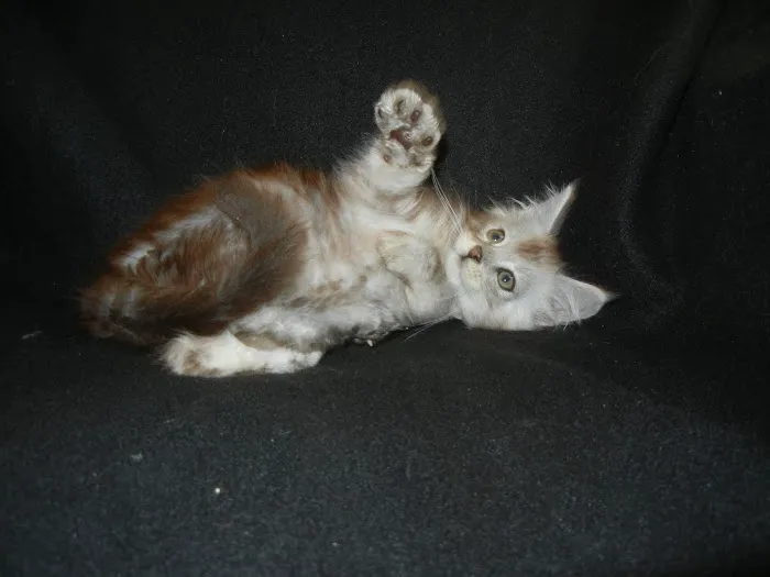 Palmetto Moon Maine Coons 12