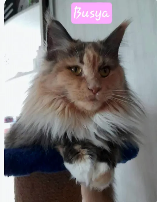 Palmetto Moon Maine Coons 12