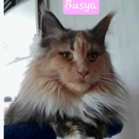 Palmetto Moon Maine Coons ico