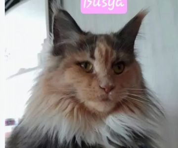Palmetto Moon Maine Coons