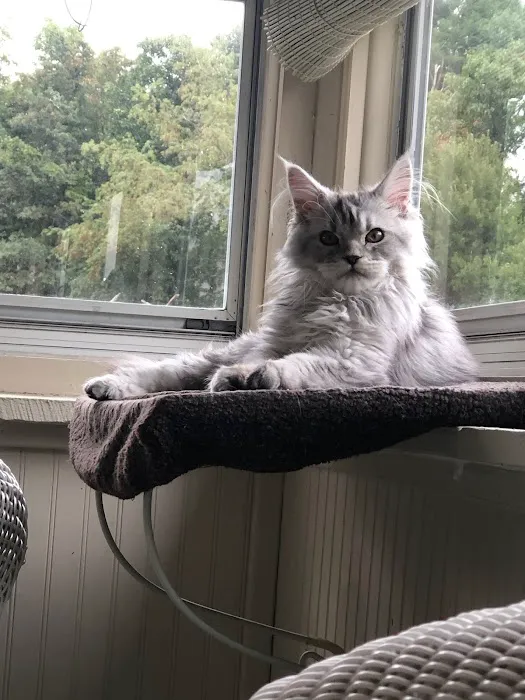 Palmetto Moon Maine Coons 12