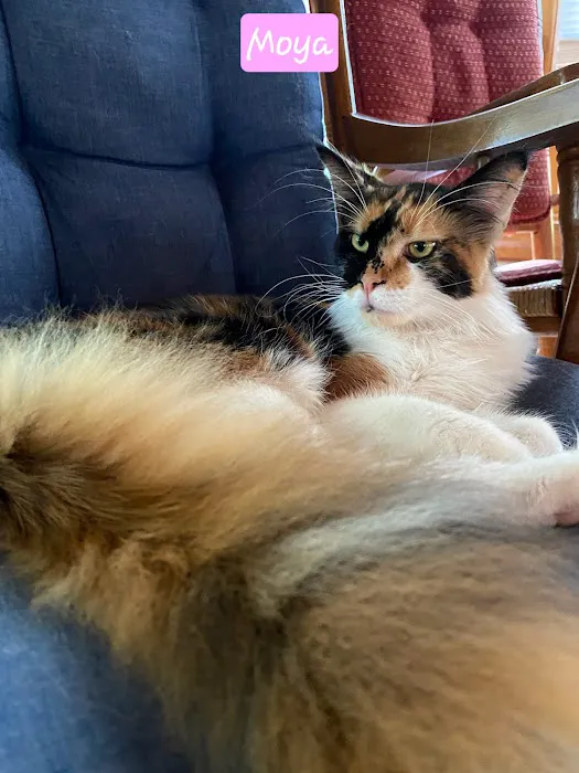 Palmetto Moon Maine Coons 12