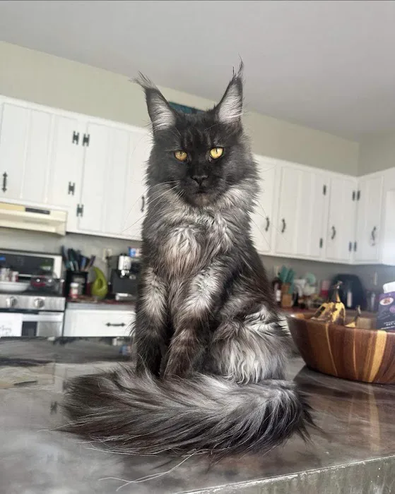 Palmetto Moon Maine Coons 12