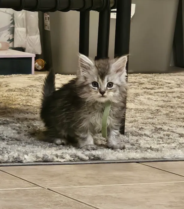 Palmetto Moon Maine Coons 12