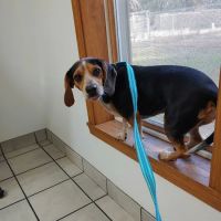 Roof Davida DVM ico