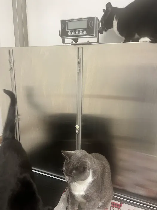 Blythewood Animal Hospital 12