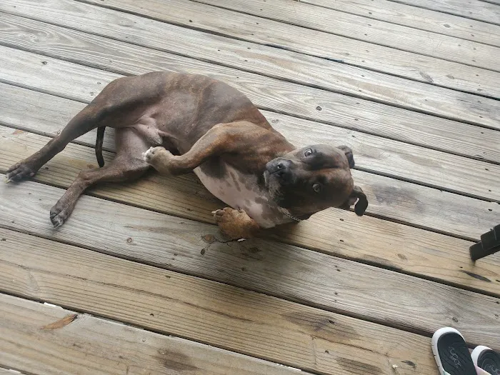 Blythewood Animal Hospital 12