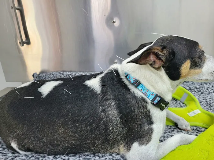 Blythewood Animal Hospital 12