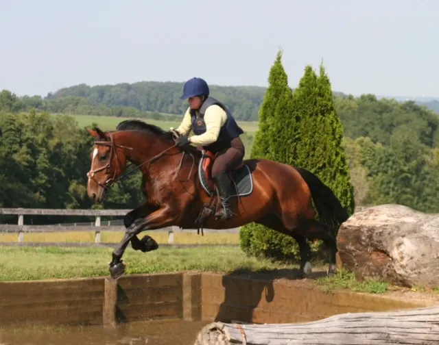 Morgan Equine Veterinary & Farrier Services 5