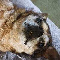 Twin Oaks Animal Hospital ico