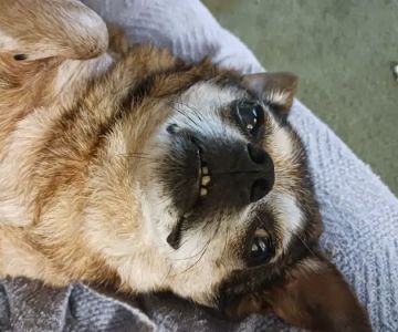 Twin Oaks Animal Hospital