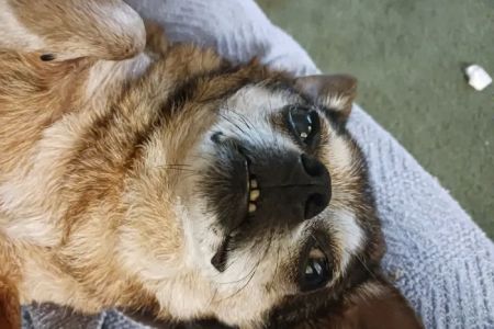 Twin Oaks Animal Hospital