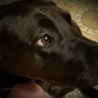 Edgefield Veterinary Clinic ico