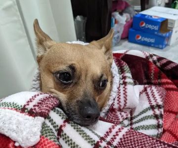 Mid-Carolina Animal Hospital