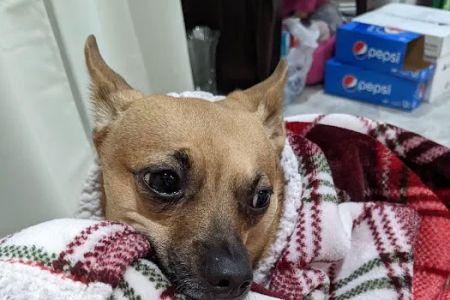 Mid-Carolina Animal Hospital