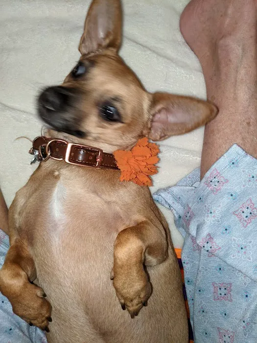 Mid-Carolina Animal Hospital 2