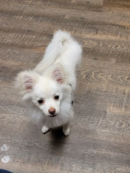 Mid-Carolina Animal Hospital 4