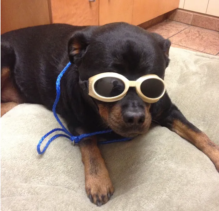 Metairie Small Animal Hospital - Kenner Clinic 7