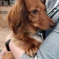 Animal Medical Center: Alexander Kathy DVM ico