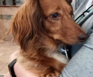 Animal Medical Center: Alexander Kathy DVM