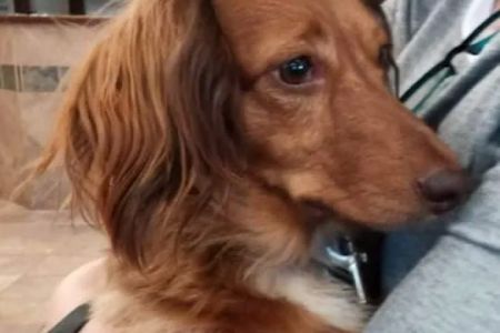 Animal Medical Center: Alexander Kathy DVM