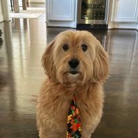 Clovercroft Veterinary Hospital ico