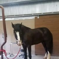 Franklin Equine Services LLC ico