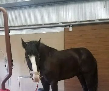 Franklin Equine Services LLC