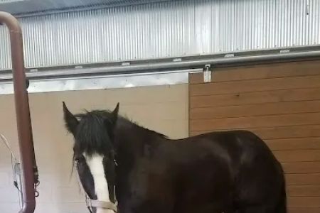 Franklin Equine Services LLC