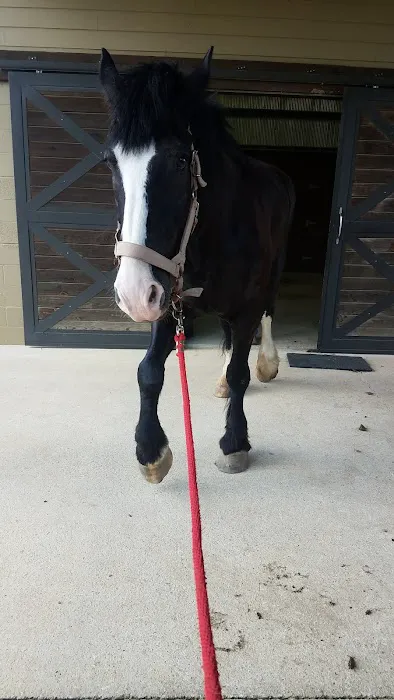 Franklin Equine Services LLC 12
