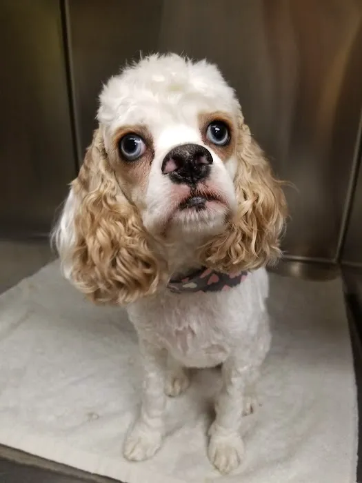 VCA McKay’s Mill Animal Hospital 12
