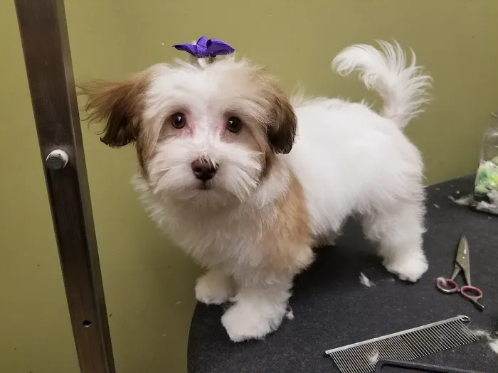 VCA McKay’s Mill Animal Hospital 12