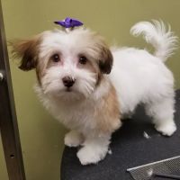 VCA McKay’s Mill Animal Hospital ico