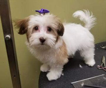VCA McKay’s Mill Animal Hospital